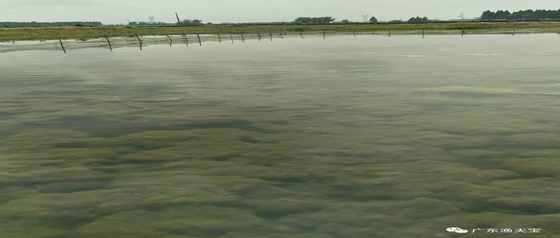 青苔泛滥案例分享